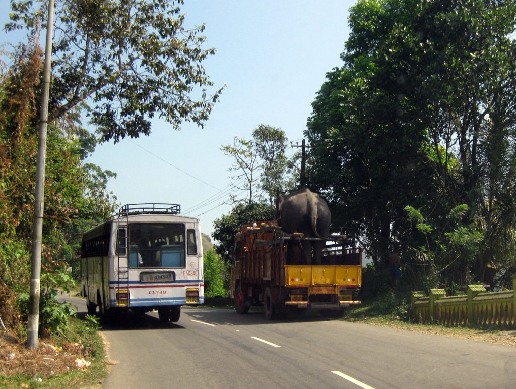 Elefantti kuorma-auton lavalla