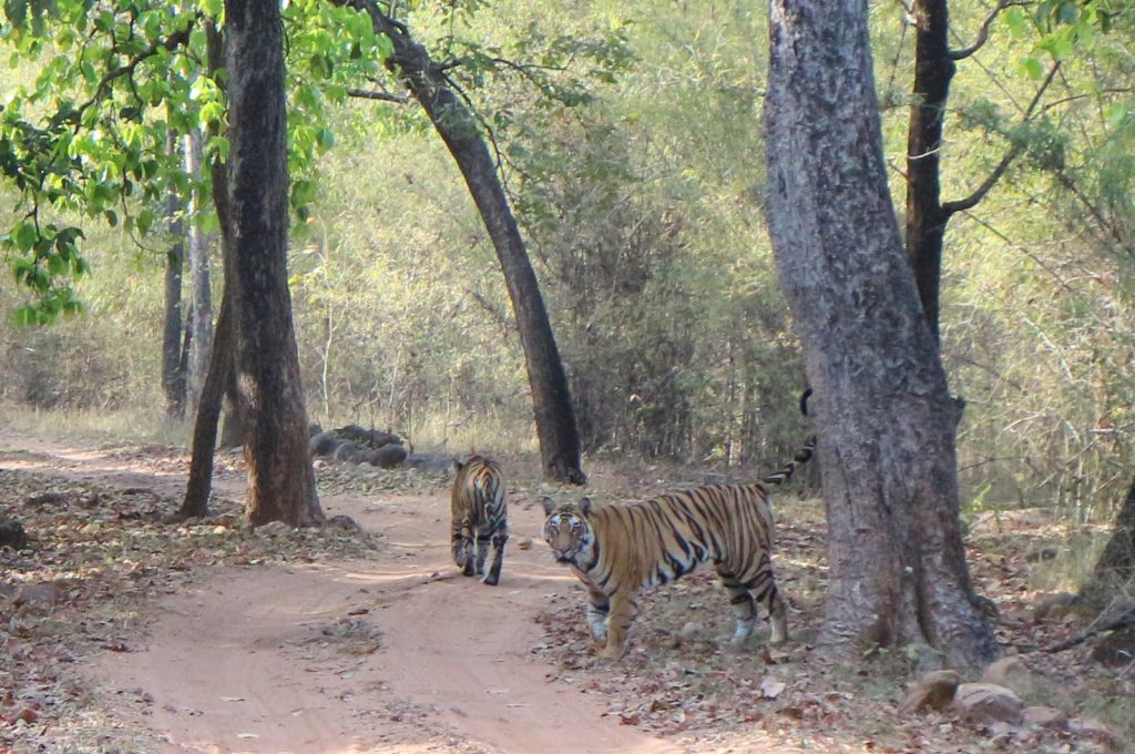 Bandhavgarh tiikerit Intia